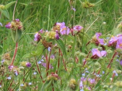 Argyrella phaeotricha