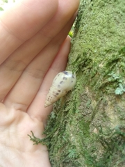 Drymaeus interpunctus