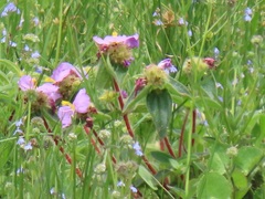 Argyrella phaeotricha