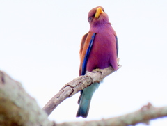 Eurystomus glaucurus suahelicus