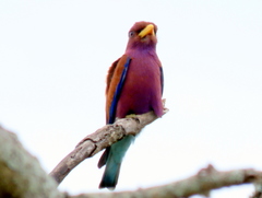 Eurystomus glaucurus suahelicus