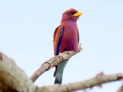 Eurystomus glaucurus suahelicus