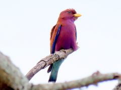 Eurystomus glaucurus suahelicus