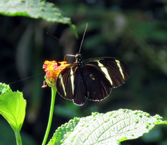 Heliconius antiochus