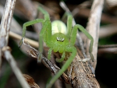 Micrommata ligurina