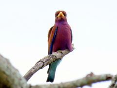 Eurystomus glaucurus suahelicus