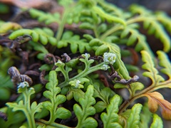 Pityrogramma chrysophylla