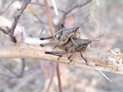 Sphenarium purpurascens