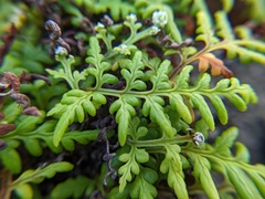 Pityrogramma chrysophylla