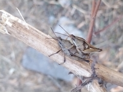 Sphenarium purpurascens