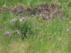 Argyrella phaeotricha