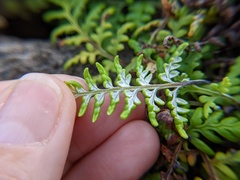 Pityrogramma chrysophylla