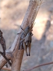 Sphenarium purpurascens
