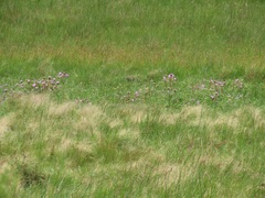 Argyrella phaeotricha