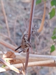 Sphenarium purpurascens