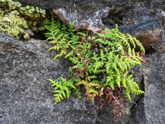 Pityrogramma chrysophylla