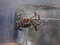 Hemigrapsus sanguineus