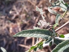 Sphenarium purpurascens