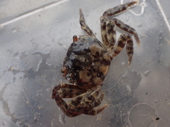 Hemigrapsus sanguineus