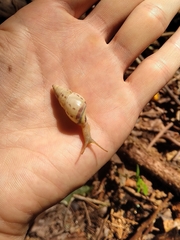 Drymaeus interpunctus