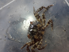 Hemigrapsus sanguineus