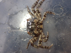 Hemigrapsus sanguineus