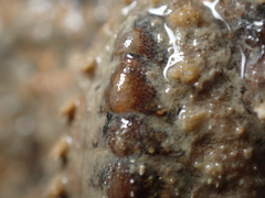 Acanthochitona fascicularis