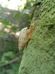 Drymaeus interpunctus