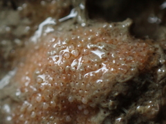 Schizoporella unicornis