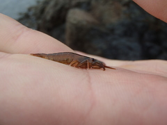 Betaeopsis aequimanus