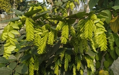 Flemingia strobilifera