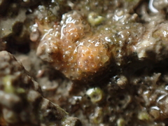 Schizoporella unicornis