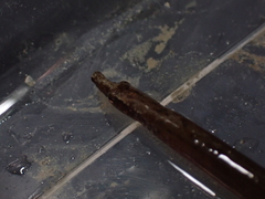 Nerophis lumbriciformis