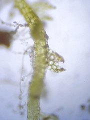 Mesoptychia
