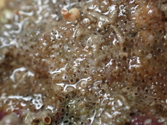 Cryptosula pallasiana