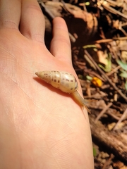 Drymaeus interpunctus