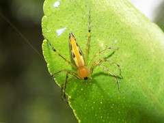 Oxyopes