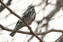 Black-And-White Warbler photo 2