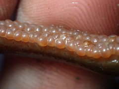 Nerophis lumbriciformis