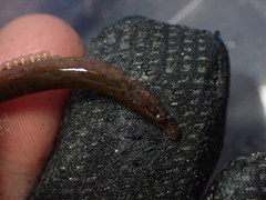 Nerophis lumbriciformis