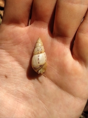 Drymaeus interpunctus