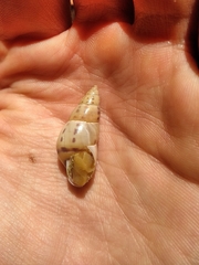 Drymaeus interpunctus