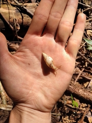 Drymaeus interpunctus