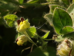 Kickxia spuria integrifolia