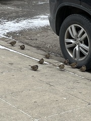 Passer domesticus