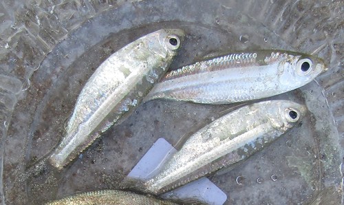 Atlantic piquitinga (Lile piquitinga) — Clupeidae — 3