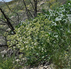 Crambe pinnatifida