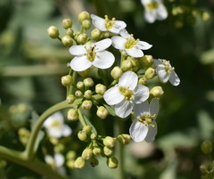 Crambe pinnatifida