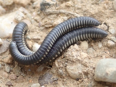 Ommatoiulus rutilans