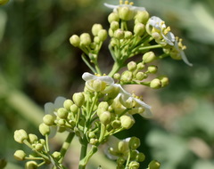 Crambe pinnatifida